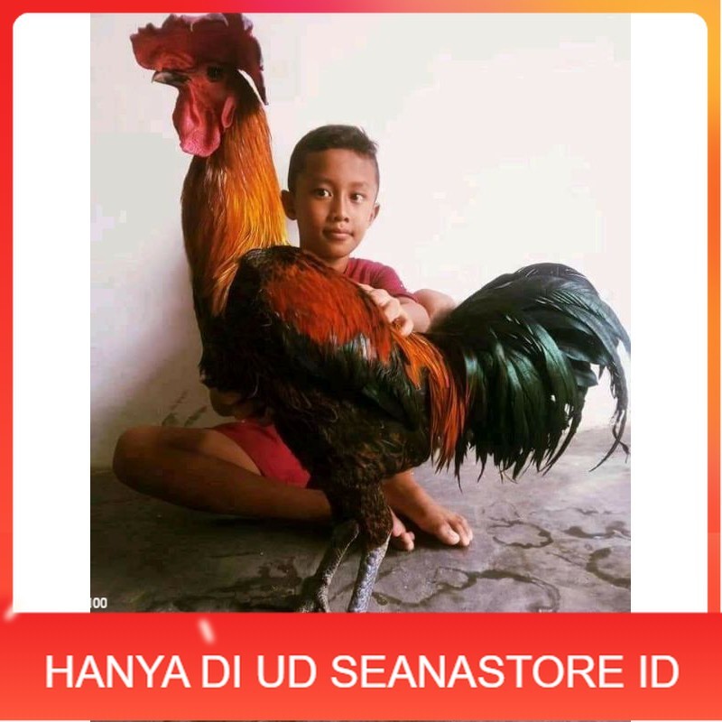 

TELUR AYAM HIAS PELUNG UNTUK DI TETASKAN UD SEANASTORE ID