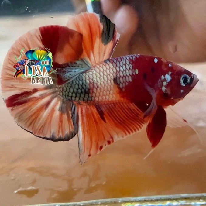Hiasan soliter ikan cupang plakat nemo cooper gold jantan real pict - M kebutuhan aquarium