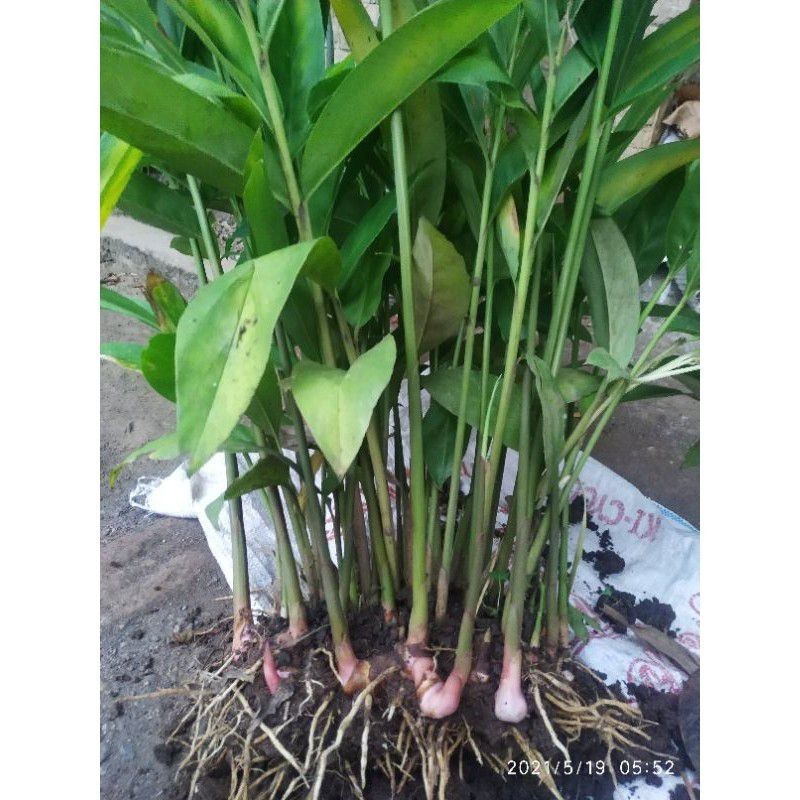 

Extra Herbal Bibit Lengkuas Laza Laos Wajib Anda Tanam Ada di Setiap Masakan