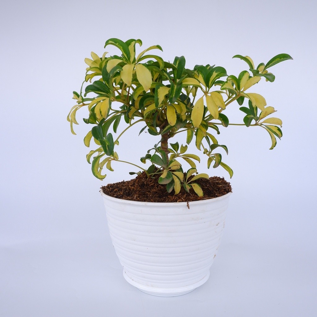 Tanaman Hias Bunga WALI SONGO - Bibit Hidup Tanaman Tanaman Schefflera Actinophylla - Pohon Gurita