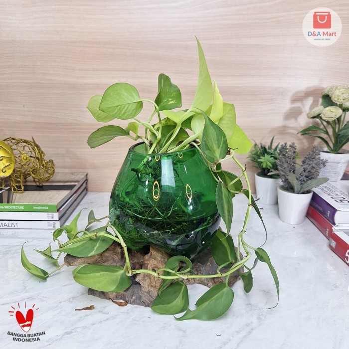 Akuarium Kaca Tiup Akar Kayu Pot Kaca Glass Wood Terrarium Kaca Hijau Besar Home Decor