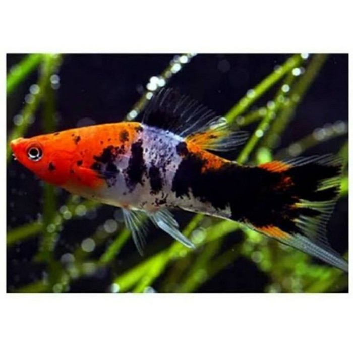( O ) PLATY SANKE IKAN HIAS PLATY