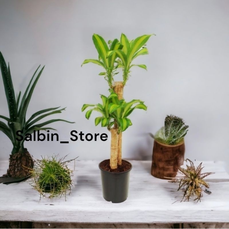 dracaena fragrans #terlaris