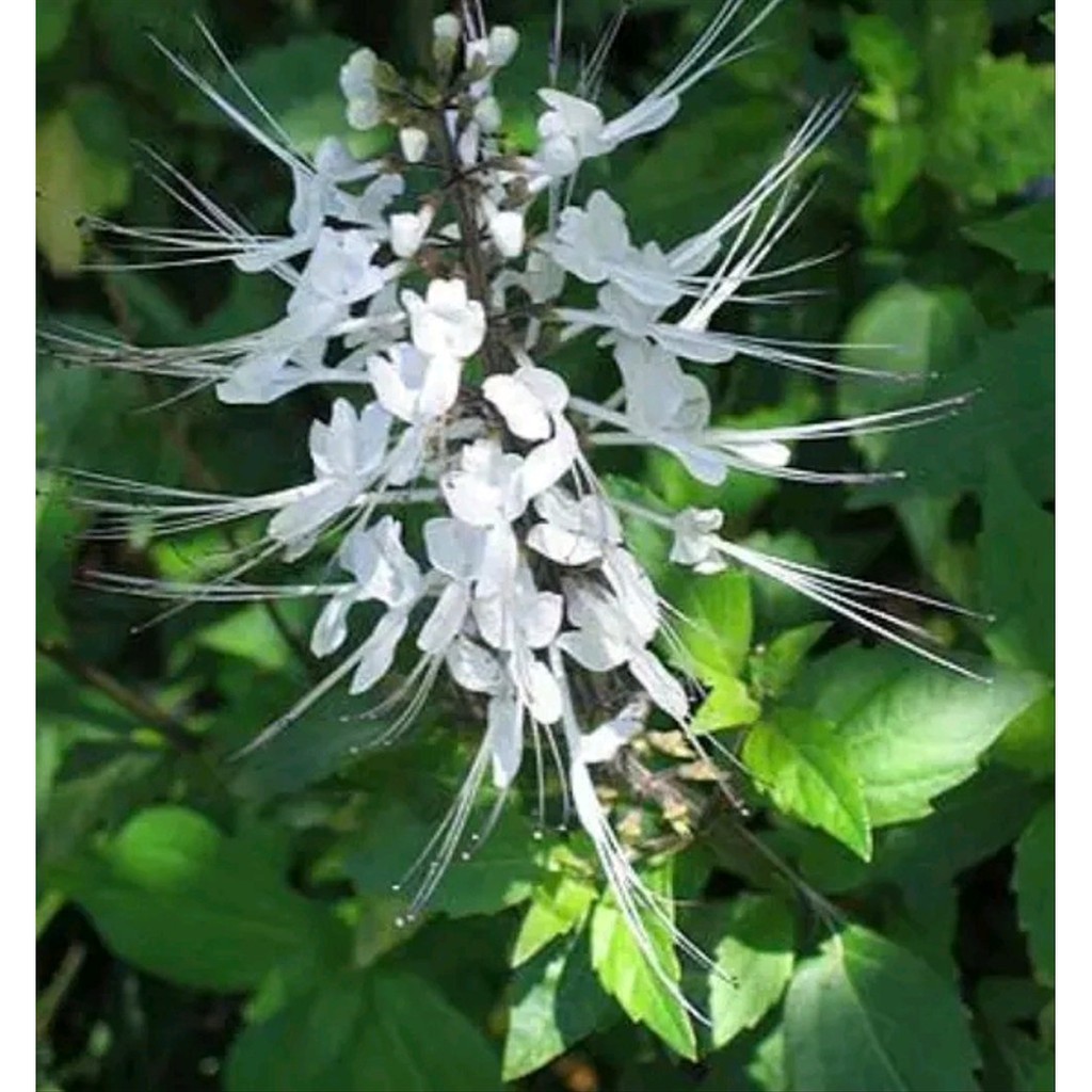 

Daun Kumis Kucing Segar Murah paket Irit 500gram #terlaris
