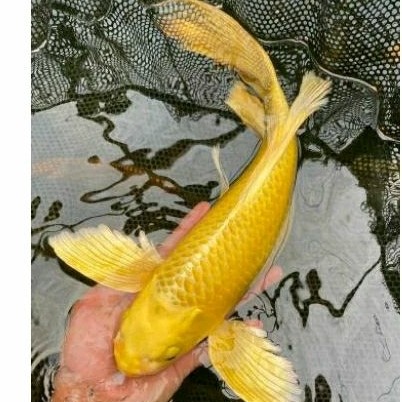 

PROMO TERBARU BERGARANSI paket 5 koi ogon slayer berkualitas grade A+ ukuran 8-10cm