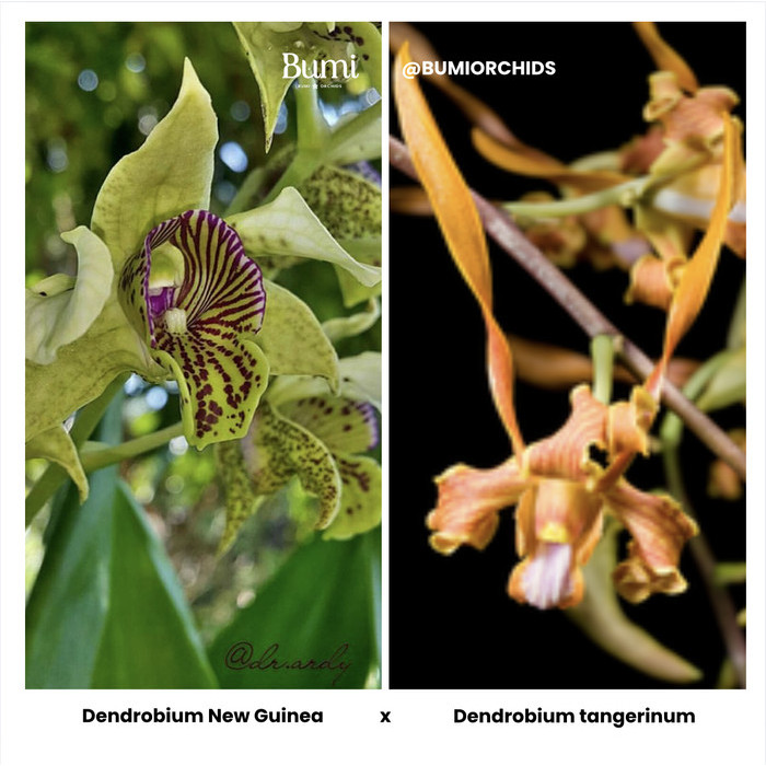 BUMI ORCHIDS Dendrobium New Guinea x Dendrobium tangerinum - Foresta Orchids Bibit Anggrek