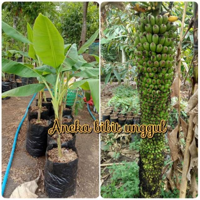 BIBIT BUAH PISANG SERIBU UNGGUL - BIBIT PISANG SERIBU - BIBIT PISANG SERIBU BUAH
