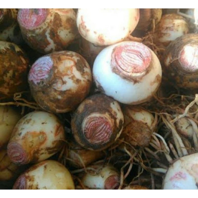 Jual Bibit  Umbi Bunga Bakung Putih Amaliris 500 Gram