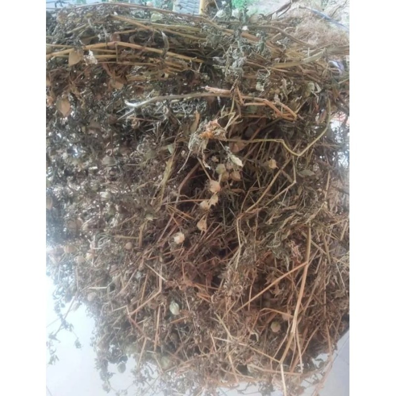 

Ciplukan kering 250 gram herbal Batak