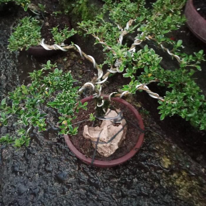 bonsai hingkip mirten