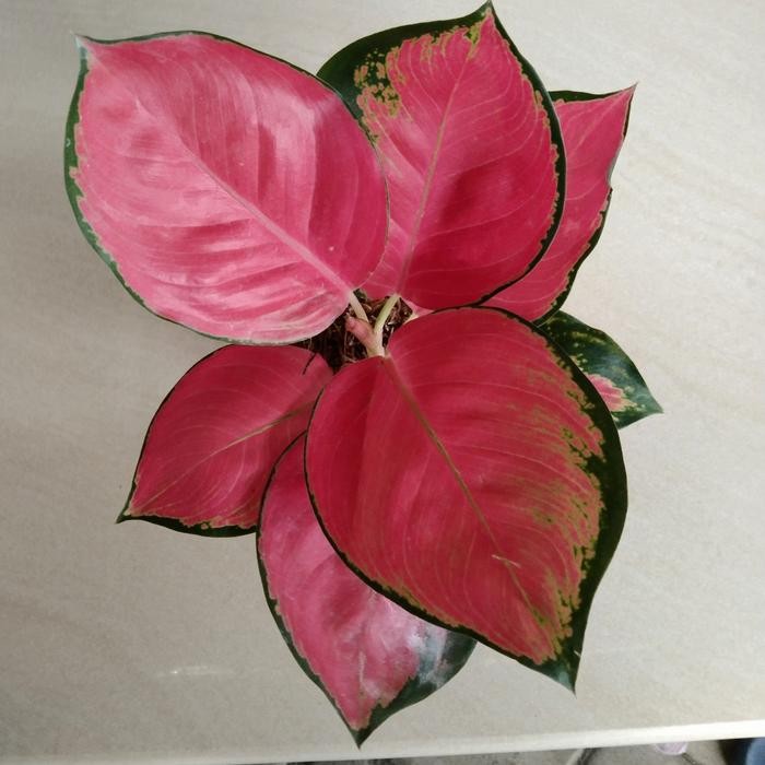 aglonema red cherry
