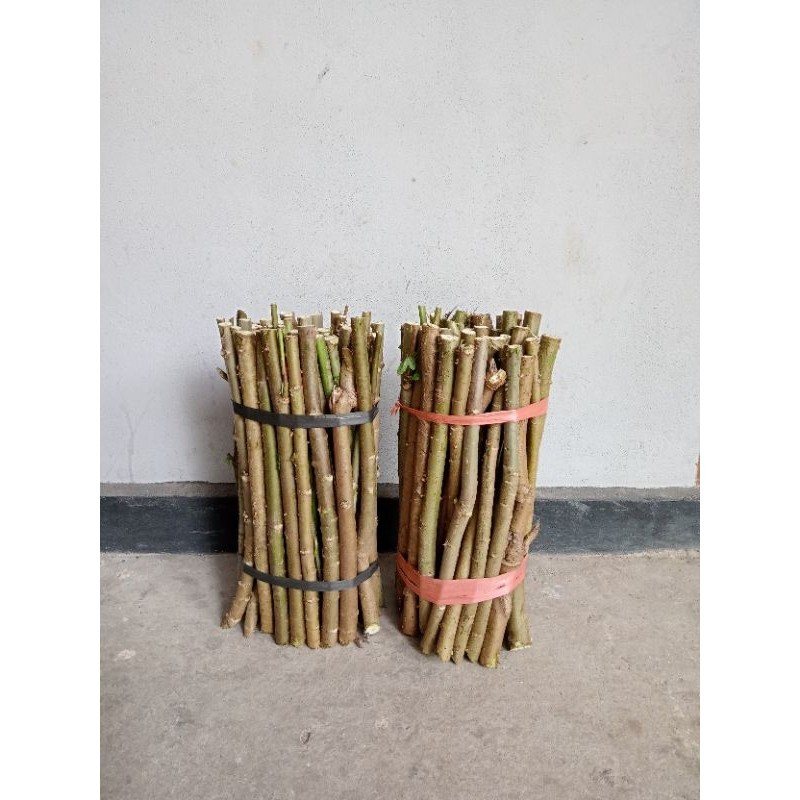 Biji Bibit Ketela Papua Ketela Papua Singkong Papua Pohong Papua Telo Papua Ketela Pakan Ternak Kamb