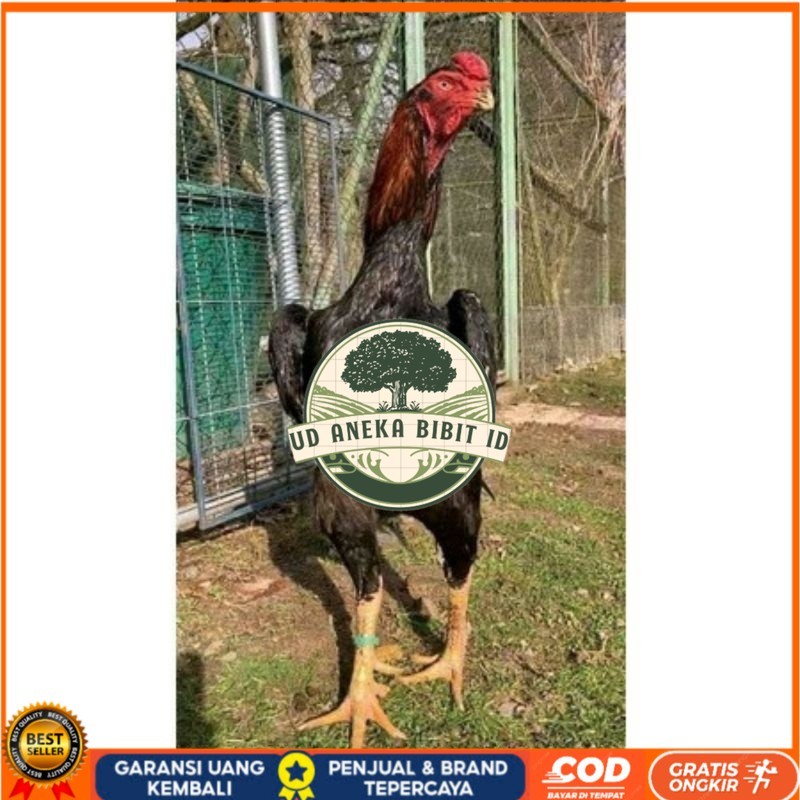 

TELUR AYAM RAINBOW UNTUK DI TETASKAN UD ANEKA BIBIT ID