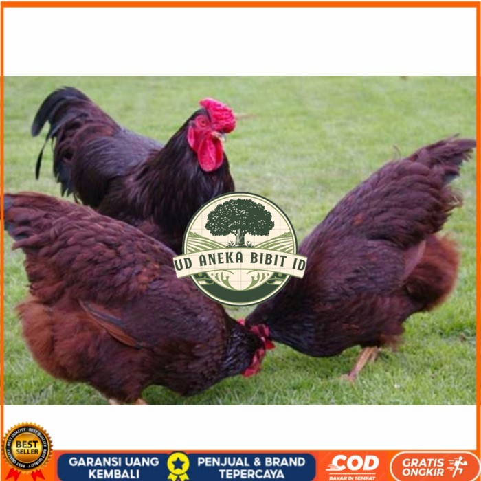 

Telur ayam hias rodhe island fertil asli siap ditetaskan - rodhe island UD ANEKA BIBIT ID