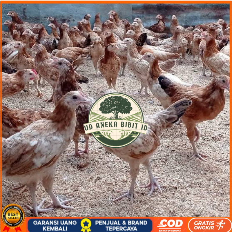 

TELUR FERTIL AYAM ELBA PETELUR HANDAL INDUKAN TERSELEKSI UNTUK DITETASKAN UD ANEKA BIBIT ID