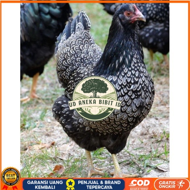 

TELUR AYAM KUP KAMPUNG UNGGUL PETELUR UNTUK DI TETASKAN UD ANEKA BIBIT ID