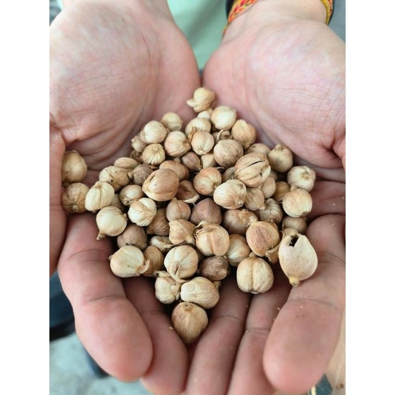 

500g kapulaga kering rempah-rempah kering langsung d jemur kualis A1 R. M