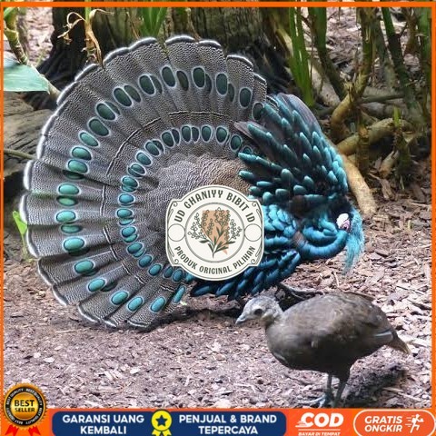 

Telur ayam hias ringneck palawan pheasant fertil siap ditetaskan Langsung UD GHANIYY BIBIT ID