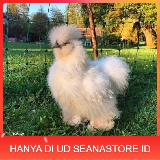 

Telur ayam kapas hias fertil asli siap ditetaskan - ayam kapas UD SEANASTORE ID