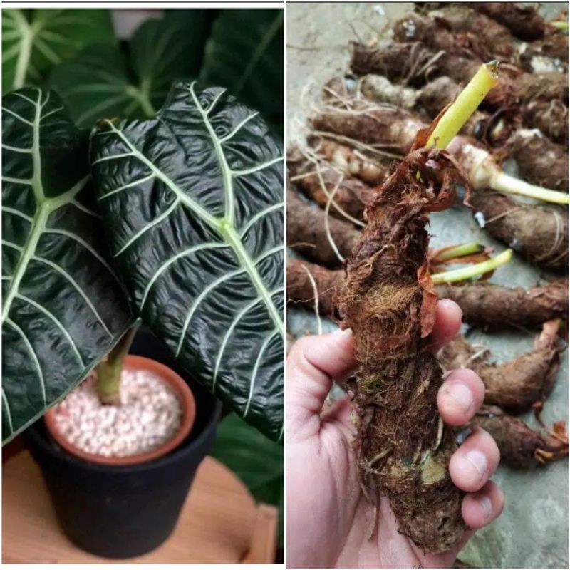 Termurah 1kg umbi bonggol ALOCASIA WATSONIANA