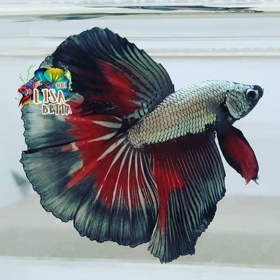 Hiasan soliter ikan cupang halfmoon black red cooper jantan kebutuhan aquarium