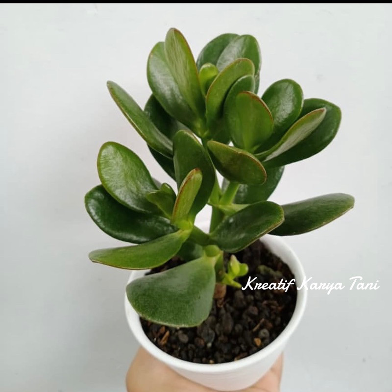 Tanaman hias jade plant - Jade plant green