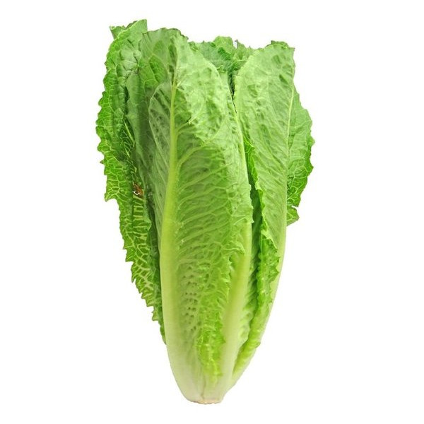 

Selada Romaine (500gr - 1kg) – Segar untuk salad atau lalapan.