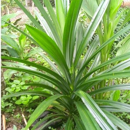 

DAUN PANDAN SEGAR FRESH DI PETIK LANGSUNG