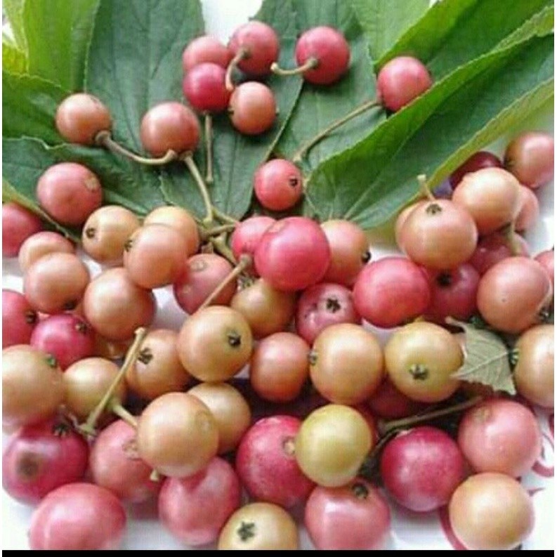 

BUAH KERSEN/BUAH TALOK/BUAH JAMAICA CHERRY TERLARIS