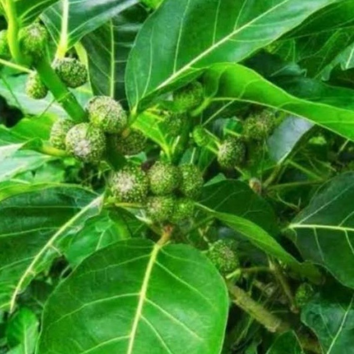 

daun awar awar/kuciat fres 500gr