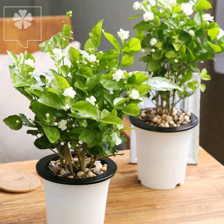 Tanaman Hidup Bunga Melati Wangi