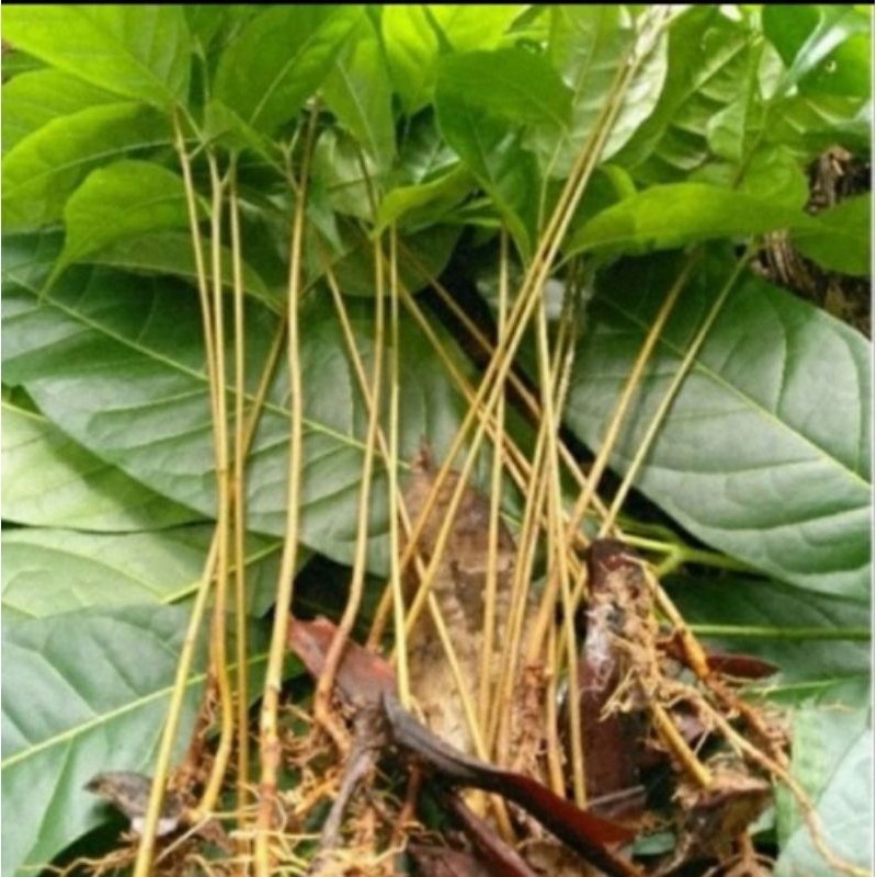 Bibit pohon mahoni cabutan/pohon mahoni DN