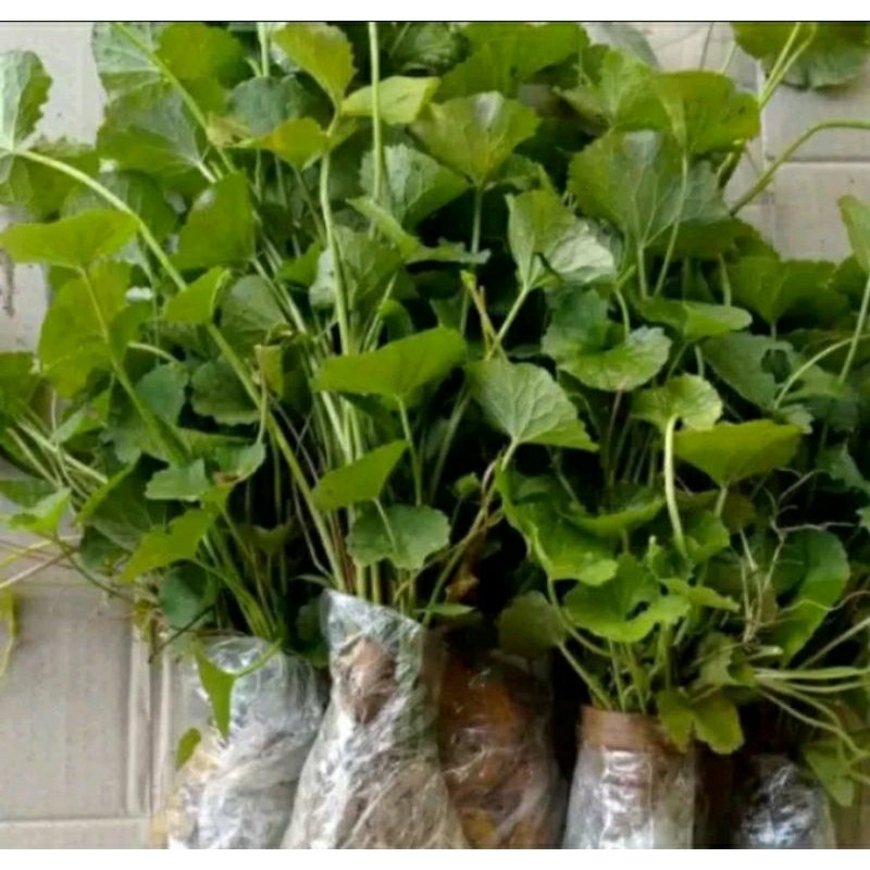 

daun pegagan/antanan segar 500grm