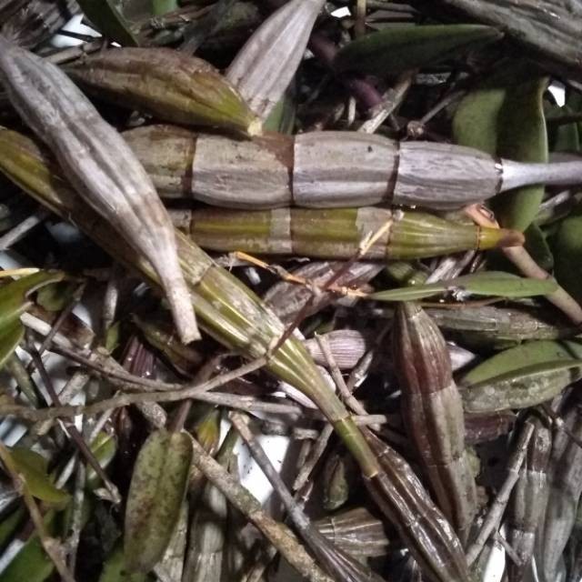 

Herbal Batang Anggrek Merpati Segar. Dendrobium Crumenatum 1kg YL