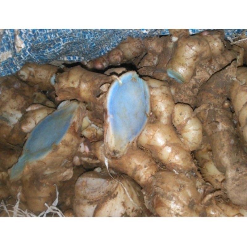 

Baru Temu hitam segar 1kg fresh COD Batak