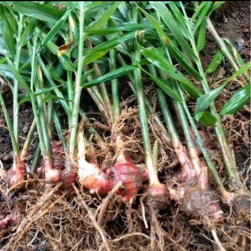 

bibit jahe merah sudah berdaun per 3pcs