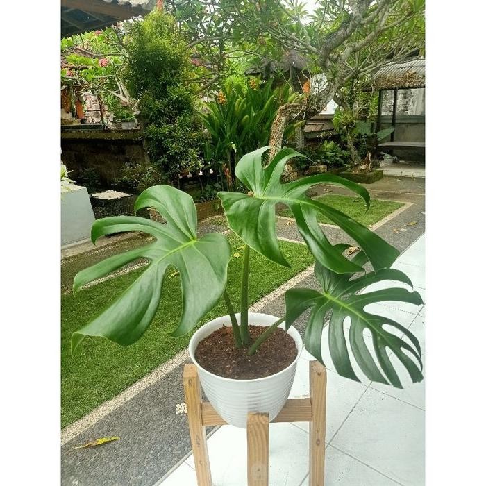 monstera borsigiana, monstera brazilian