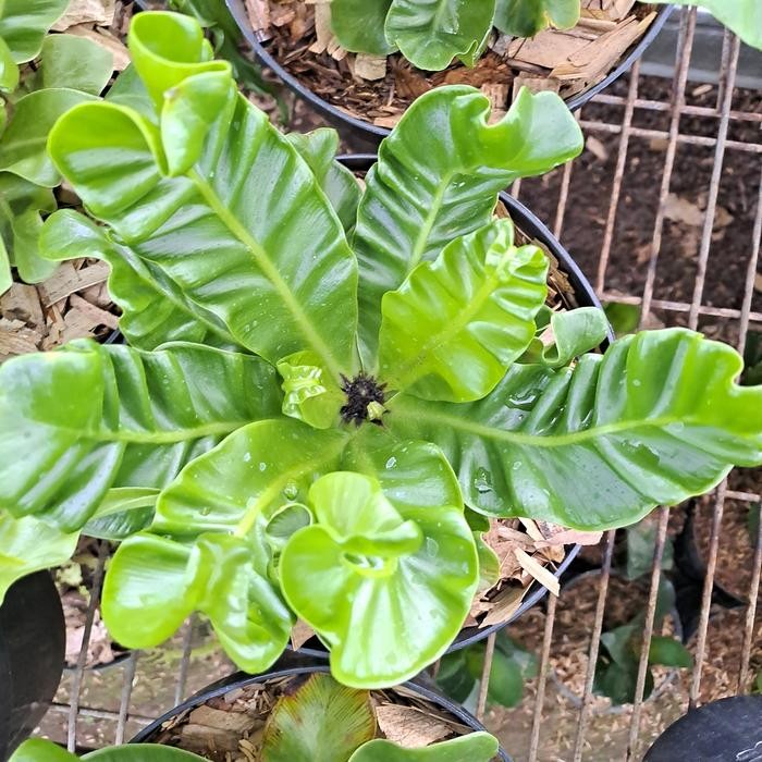 TANAMAN HIAS KADAKA COBRA MINI/KADAKA LASAGNA - KADAKA LASAGNA, M