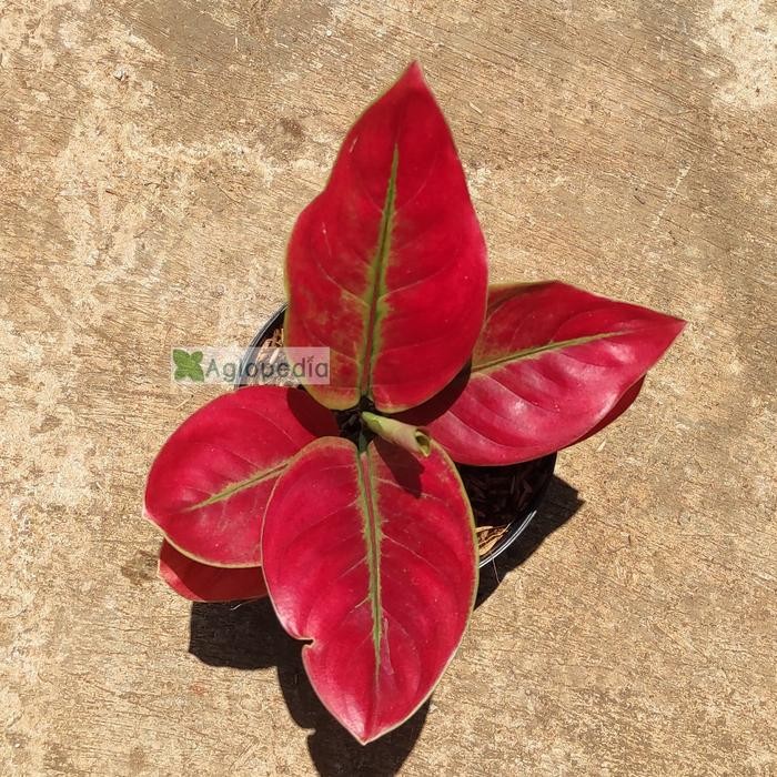 Aglonema Ayunindi - Aglopedia