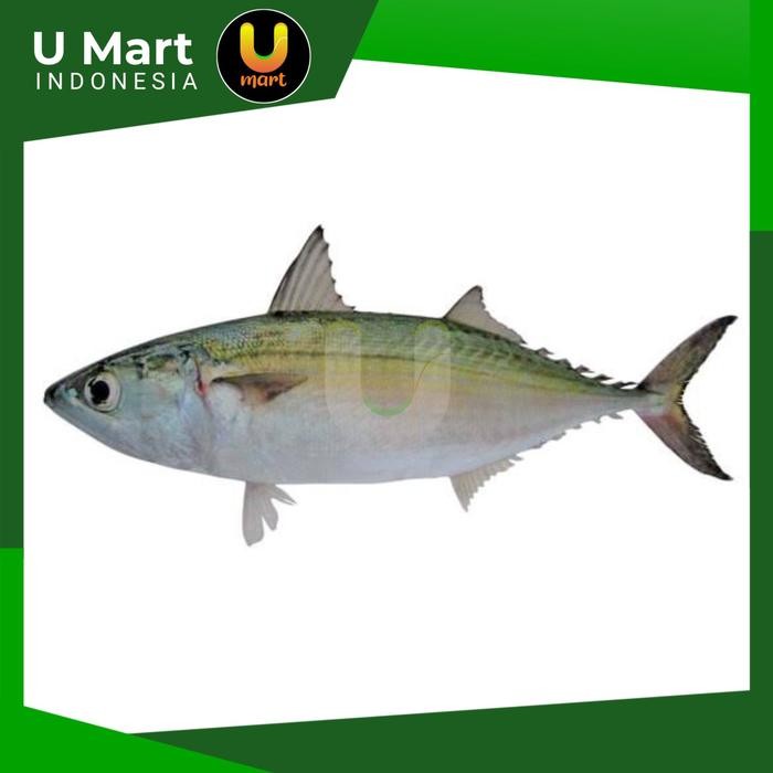 

U Mart - Ikan Kembung Mata Belo Segar 1 kg Fresh