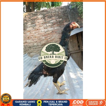 

Telur Shamo X BK clasik terlaris UD ANEKA BIBIT ID