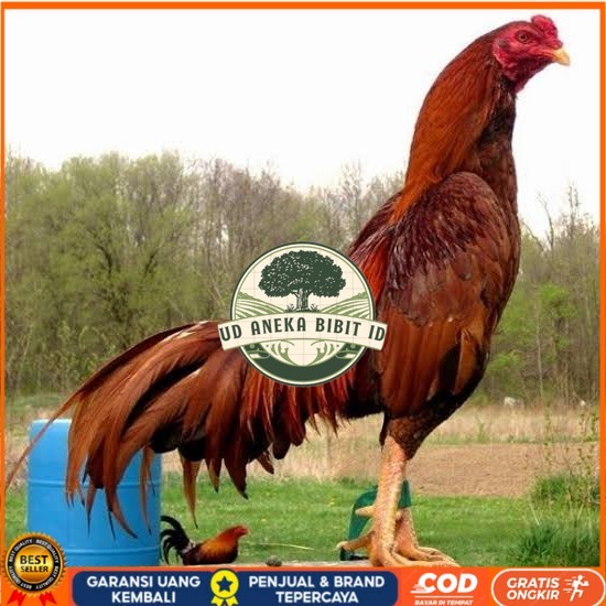 

Telur ayam bangkok super petarung aduan fertil untuk ditetaskan UD ANEKA BIBIT ID