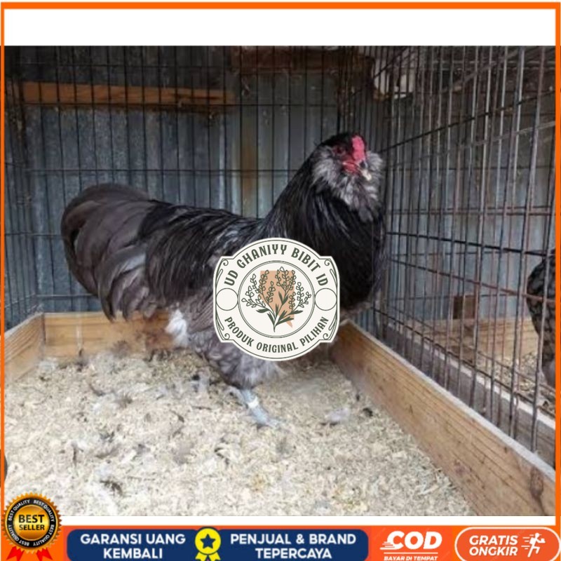 

TELUR AYAM HIAS AMERAUCANA UNTUK DI TETASKAN UD GHANIYY BIBIT ID