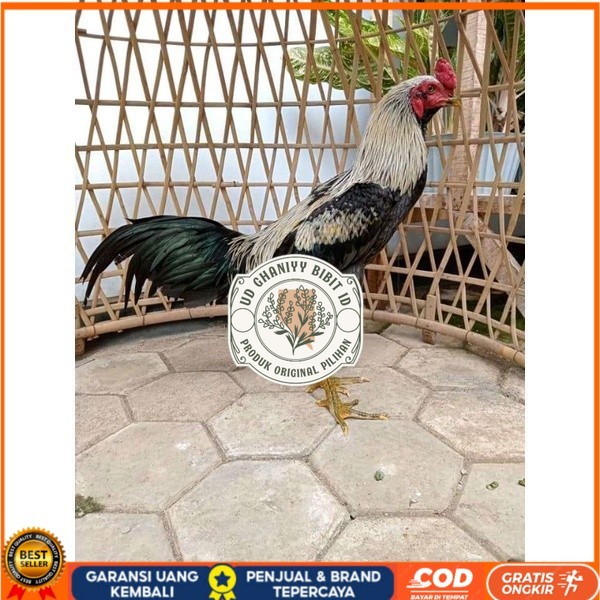 

ayam pama IQ telur fertill 100% terlaris UD GHANIYY BIBIT ID