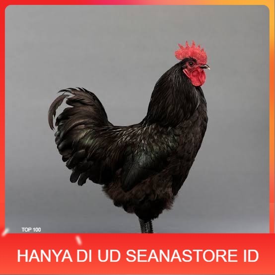 

Telur ayam hias black australorp fertil siap ditetaskan UD SEANASTORE ID