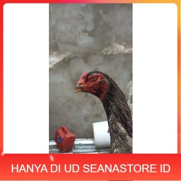 

Shamo Eropa Kelabu .Terlaris asli 100% UD SEANASTORE ID