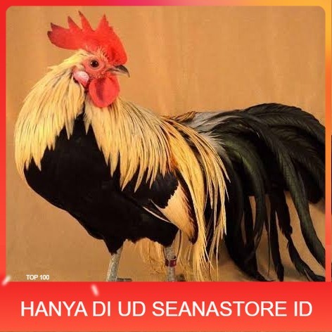 

Telur ayam phoenix onagadori / telur ayam hias fertil siap tetas UD SEANASTORE ID