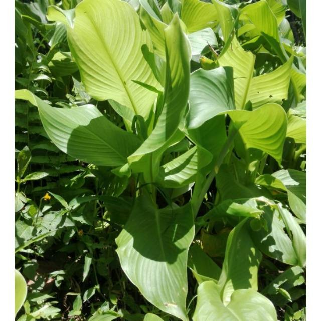 

Termurah Daun ganyong putih segar 1kg siap petik ganyoh organik