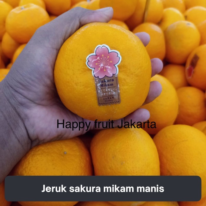 

Jeruk sakura mikam manis banyak air | Buah jeruk mikam sakura 1 kg