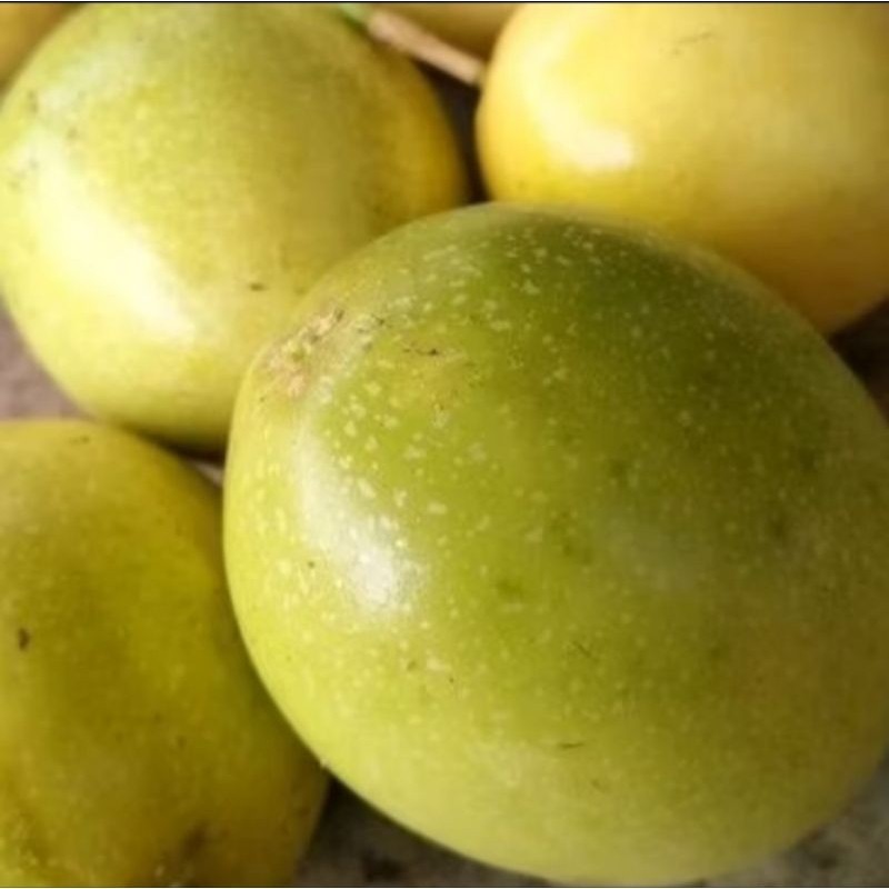 

buah markisa kuning segar fresh matang dari pohon